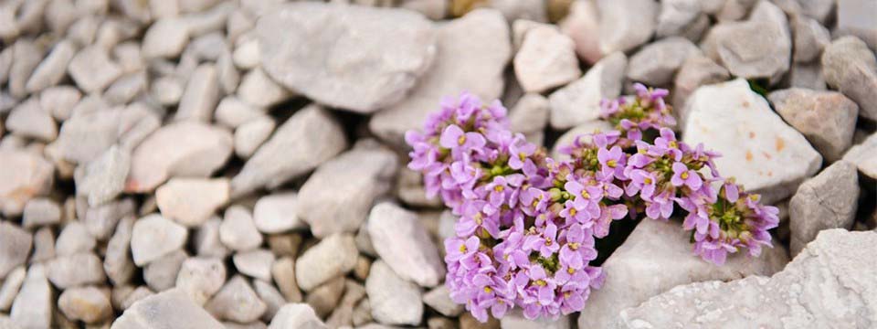 Beautiful flowers: download javascript image slider