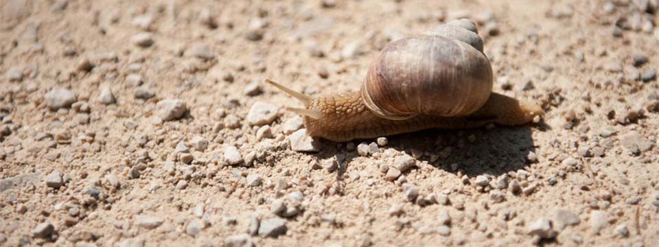 Snail: javascript slider free
